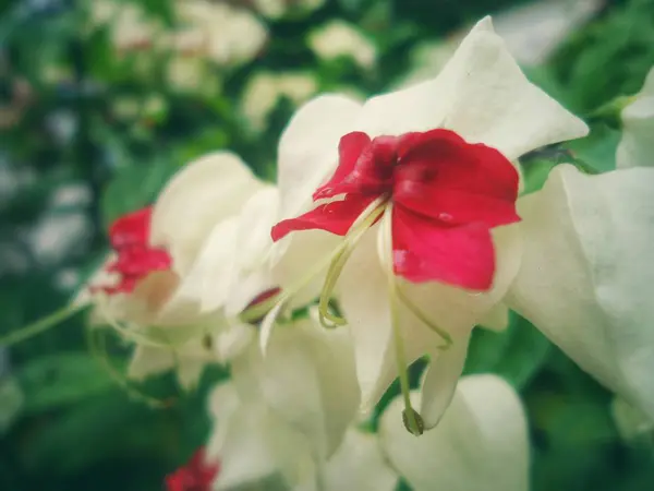 美丽的花朵 白色和红色的花瓣在心脏和长雄蕊的形状与模糊的绿色背景 — 图库照片