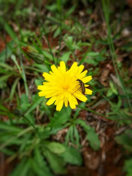蒲公英花 蒲公英铁皮 黄色和活泼 在地面上 与一个小黑剥甲虫昆虫困在花瓣之间 — 图库照片