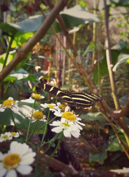 Heliconius Charithonia Heliconian ゼブラ ゼブラ Longwing 黄色のストライプと黒蝶は熱帯雨林で白と黄色のヒナギクのコレクションに優しく腰掛け — ストック写真