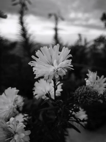 定義された花びらとハイ コントラスト 黒と白の花 と白い花の庭園があります ノスタルジーと周囲の孤独 庭の背景 — ストック写真