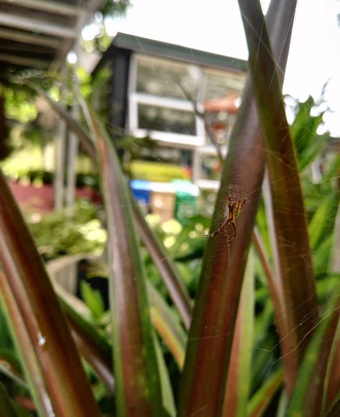 Argiope Argentata 지그재그 모양의 배경으로 — 스톡 사진