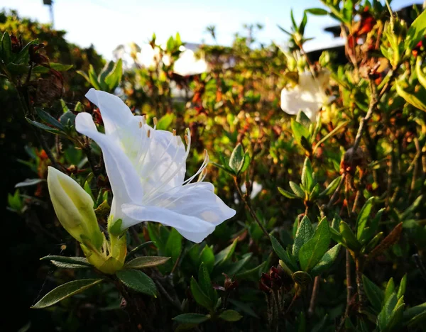 흥미로운 Stamens와 꽃입니다 화려하 — 스톡 사진