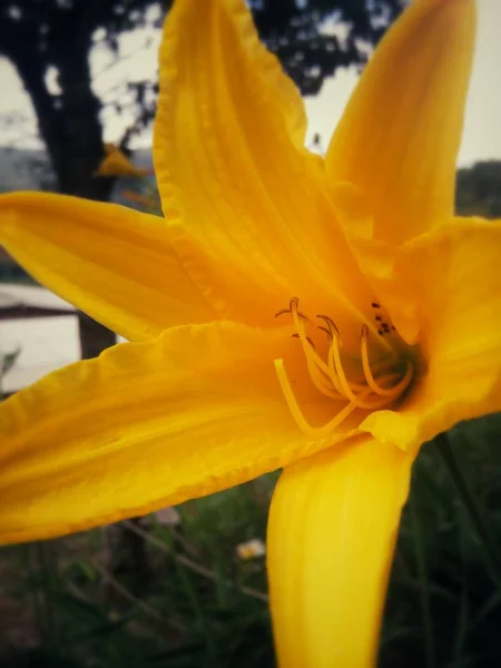 Met Het Oog Binnenkant Van Een Grote Gele Lelie Bloem — Stockfoto