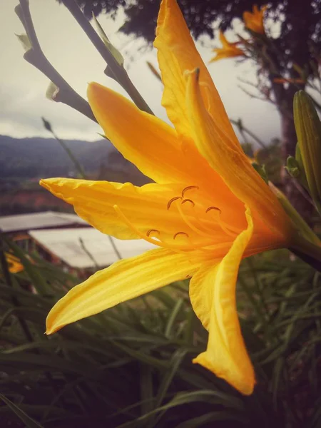 사이드 Stamens와 노란색 꽃가루와 그것의 꽃잎의 사항에 — 스톡 사진