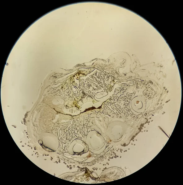 显微镜下小鼠腿细胞组织免疫组化的组织学剖面研究显微摄影的形式和动物的临床前实验 — 图库照片