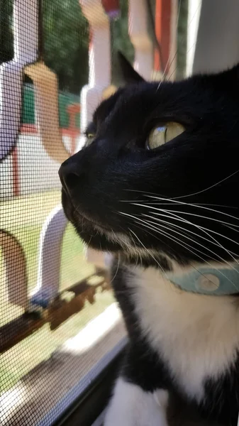 Schöne Schwarz Weiße Smoking Katze Mit Detaillierten Grünen Augen Die — Stockfoto