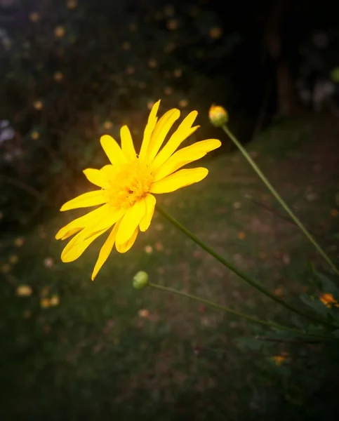 明亮而强烈的侧目的菊花 雏菊般的黄色花朵 类似于雅格贝亚秃子 拉格沃特 明亮的雏菊花与详细的花瓣和灯泡和其他植被背景 — 图库照片