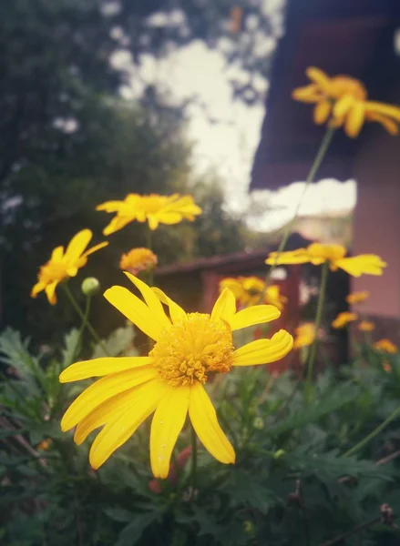 Chrysopsis マリアナの花 Goldenaster デイジーのような黄色い花 Jacobaea 尋常性 サワギク と同様の明るく美しいセット 裏庭にあります — ストック写真