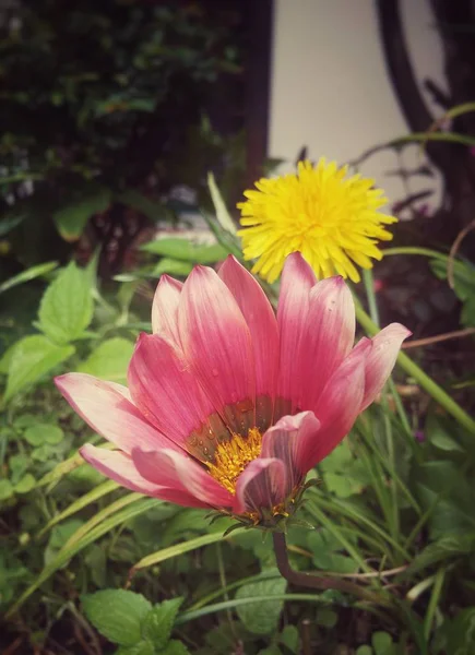 つの花 見事なフクシアの花びらとピンクのデイジーと明るい黄色いタンポポの花にある屋内庭園 — ストック写真