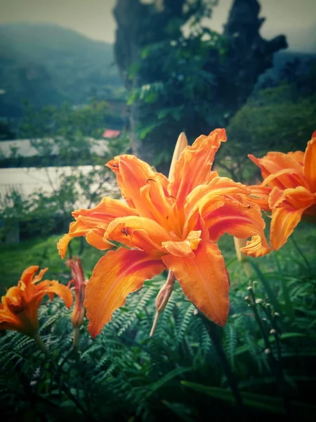 也被称为老虎 火或橙色百合与惊人的五颜六色的花瓣和山区背景在乡村场景 — 图库照片