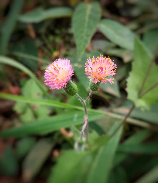 Cirsium Arvense Cardo Rastrero Par Flores Con Pétalos Color Rosa — Foto de Stock