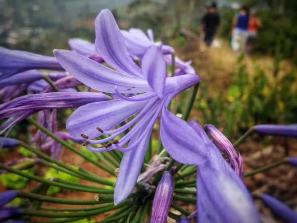 Agapanthus Africanus Lírio Africano Pequena Ametista Agapanthoideae Spp Uma Bela — Fotografia de Stock