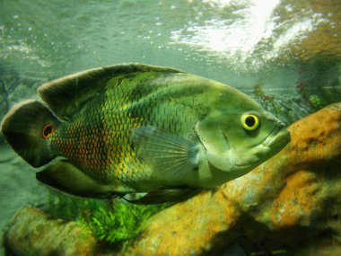 Astronotus ocellatus (Oscar balık) büyük bir sarı göz ve yoğun renkler ve dairesel bir spot parlak ölçekleri ile büyük numune