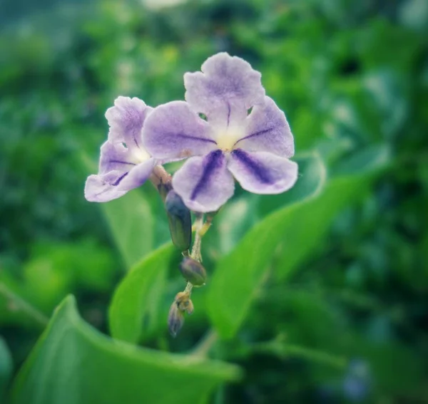 美丽的小花 有详细的花瓣和强烈的紫色线条 — 图库照片