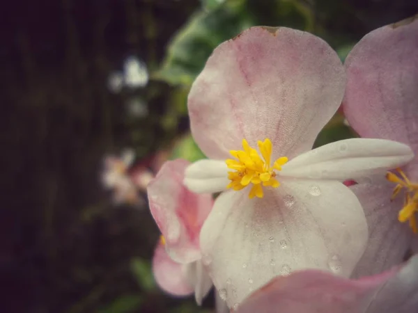 Roze Bloem Met Vier Bloemblaadjes Twee Kleine Twee Grote Nieuwsgierig — Stockfoto