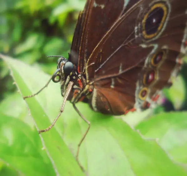 蝶のクローズ アップ — ストック写真