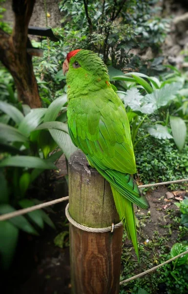 大規模な緑の鸚鵡 Amazona バック グラウンドでトランクと熱帯植物に赤い額と — ストック写真