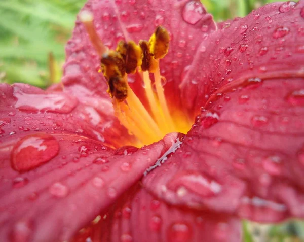 花阿玛丽利斯的细节与美丽的红色花瓣和黄色中心和雄蕊与花粉和水滴 — 图库照片
