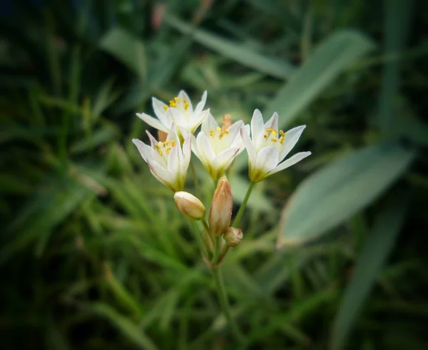 带丝状雄蕊的小芽和白花 在明亮的黄色花粉中覆盖 — 图库照片