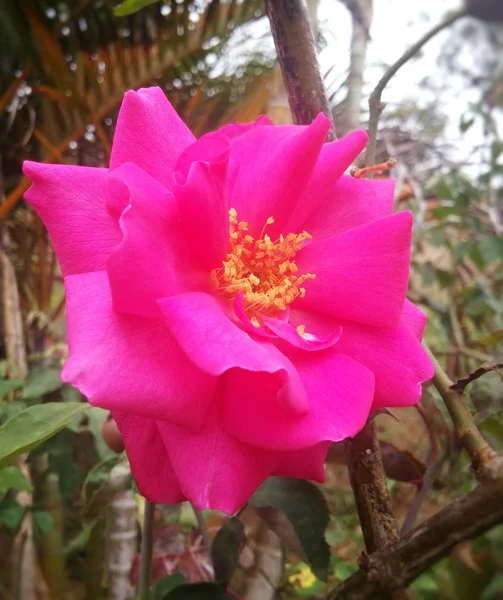 Camellia Sasanqua Eine Wunderschöne Rosafarbene Fuchsia Magenta Blume Rosenartig Mit — Stockfoto