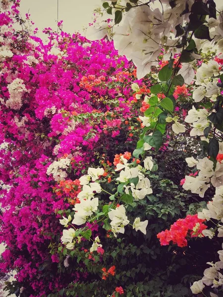 五颜六色的粉红色 白色和橙色的纸花 Veranera 三重花 有热带和异国情调的花园风光和柔软的花瓣 — 图库照片