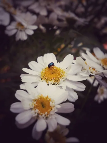 收集小的普通雏菊 Bellis Perennis 白色和黄色的花朵 与小黑虫甲虫喂养他们 — 图库照片