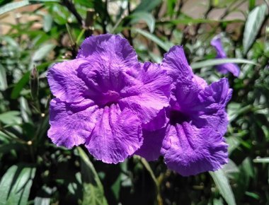 Ruellia simplex, Meksika Petunya veya bluebell. Bir çift güzel ve etkileyici mor pembe çiçek bahçesi.