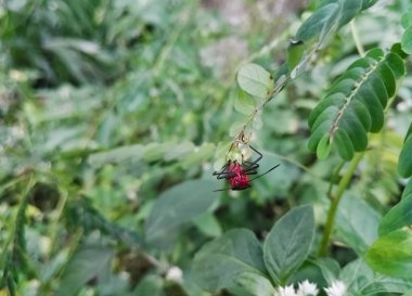 İlginç örnek kırmızı pamuk hata, pamuk stainer veya süt kardeş hata. Pyrrhocoridae veya Lygaeidae Aile, Dysdercus cins, karın çevresinde siyah çizgiler olanlardan. Yeşil arka plana sahip küçük bir bitki böcek baş aşağı asılı önden görünümü.
