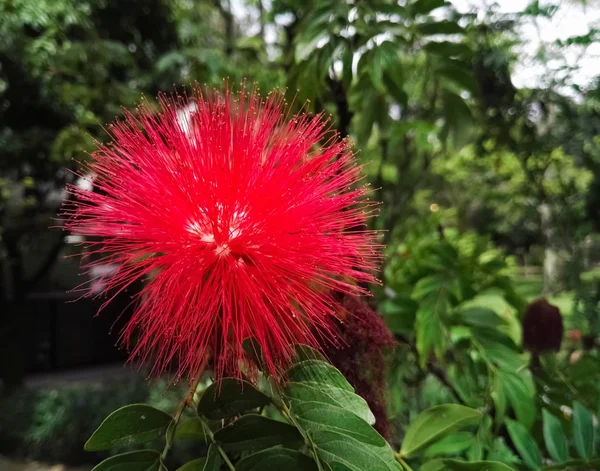 Calliandra Hematocefalia Comúnmente Llamada Red Powder Puff Una Hermosa Impresionante — Foto de Stock