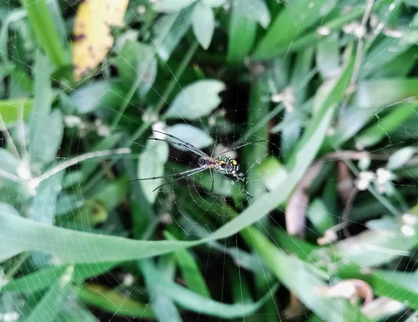 Argiope Bruennichi 거미줄과 노란색 일반적으로 이국적인 — 스톡 사진