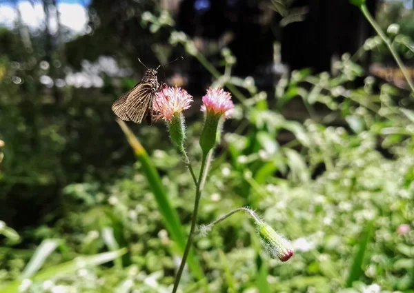 ピンクの忍び寄るアザミ花と緑背景に茶色の蛾蝶 — ストック写真