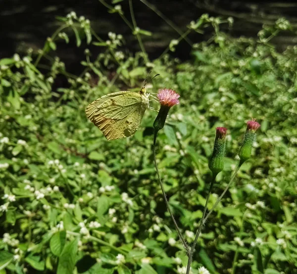 Hermosa Mariposa Con Alas Parecidas Una Hoja Verde Azufre Común —  Fotos de Stock