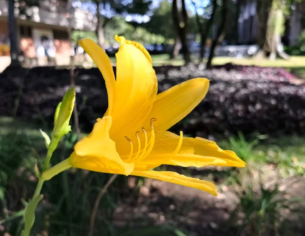 노란색 화입니다 Hemerocallis Lilioasphodelus 배경과 자세한 — 스톡 사진