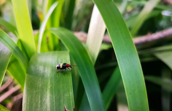 黒体と赤い頭部を持つ美しい昆虫カブトムシの側面図です 黄色の横縞 てんとう虫やキュウリのカブトムシに似ています 緑の葉の背景 — ストック写真