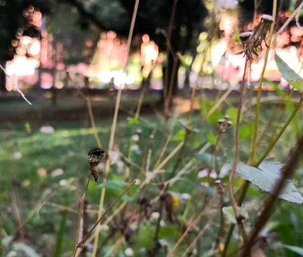 Siyah Mooche Sinek Domestica Parlak Bir Frield Ölü Bir Çiçek — Stok fotoğraf