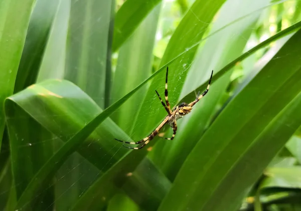 Argiope Argentata Редкий Экзотический Серебристый Паук Свисающий Паутины Зеленом Фоне — стоковое фото