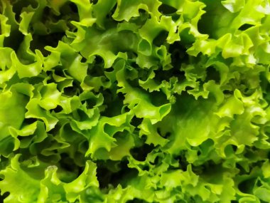 Arka plan, doku, yakın çekim yeşil ve taze marul yaprakları