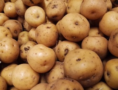 Kolombiyalı Creole patates (Baba criolla). Solanum phureja ham yumru üretmek, süpermarket yığın