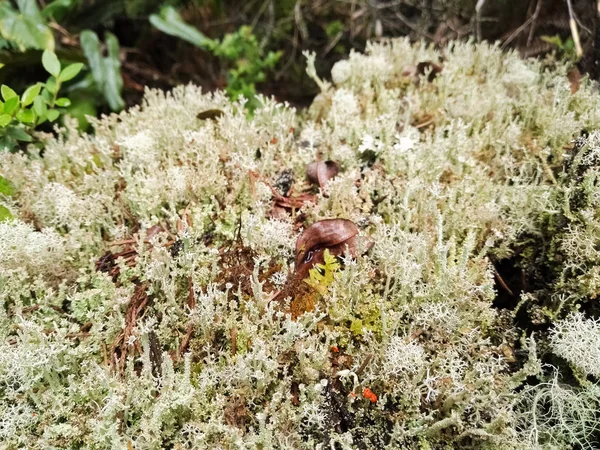 美丽的白色地衣 苔藓和真菌的混合物 在森林的地面上 干燥的垃圾 湿气和腐烂的植物材料饲料这个小生态系统 — 图库照片