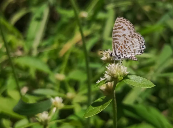 Castalius Rosimon Taracus Nara Perroquet Commun Rayé Beau Papillon Blanc — Photo