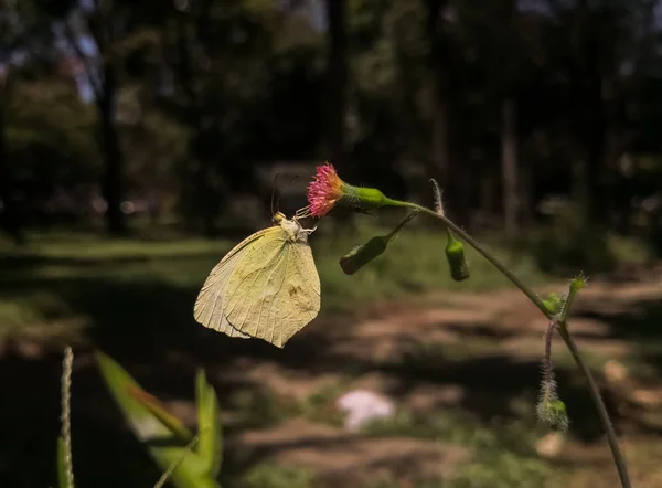 Grand Papillon Avec Mimétisme Une Feuille Verte Calcaire Commun Gonepteryx — Photo