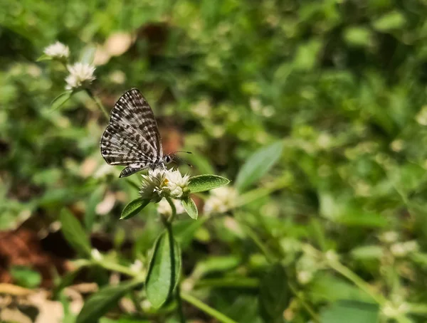 茶色のストライプが美しい白い蝶 一般的なまたはストライプのピエロ Castalius Rosimon または Taracus — ストック写真