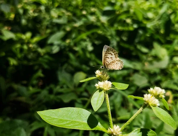 野生の花の上の茶色のストライプの素敵な小さな白い蝶 一般的なまたはストライプのピエロ Castalius Rosimon または Taracus 緑の自然の背景 — ストック写真