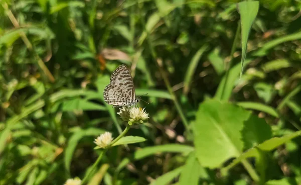 Pierrot Común Rayado Castalius Rosimon Taracus Nara Hermosa Mariposa Blanca —  Fotos de Stock