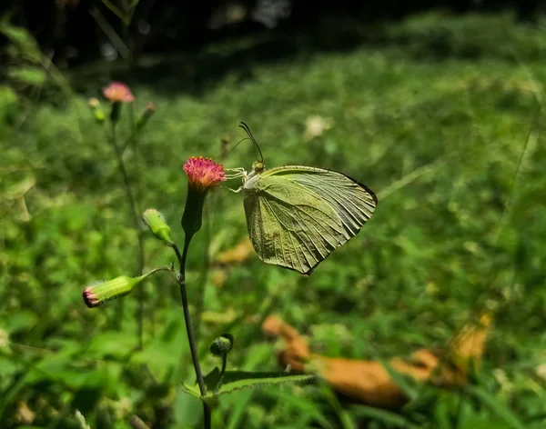 アザミの花に緑の葉を模した非常に詳細な翼を持つ蝶します 一般的な硫黄 ヤマキチョウ Rhamni — ストック写真