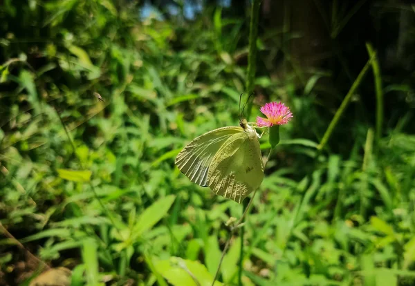 普通硫磺 Gonepteryx Rhamni 有翅膀的蝴蝶 在蓟花上模仿绿叶 迷人的自然背景 — 图库照片