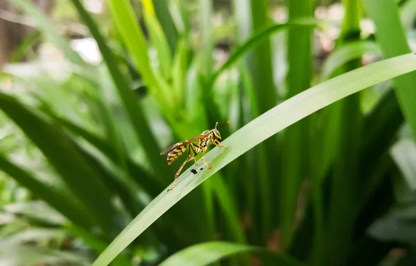 美しい黄色のハチ 自然の背景と緑の大きな葉の上翼のハチ虫の側面図です ボディの詳細 先のとがった腹部 — ストック写真