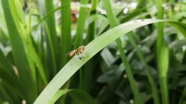 Avispa Amarilla Con Rayas Negras Que Limpia Después Alimentarse Sobre — Vídeos de Stock