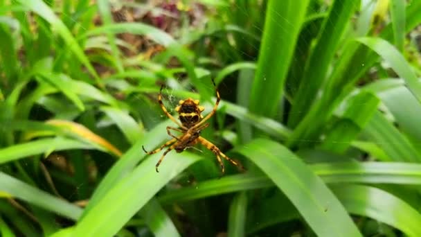 一种热带和异国情调的银色的锯齿状物 织蜘蛛吃昆虫猎物 也称为 Argiope Argentata 蜘蛛挂在它的网在绿叶背景下 — 图库视频影像