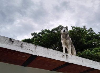 Ufuk doğru seyir bir teras üzerine güzel gri ve Beyaz Sibirya Husky köpek.